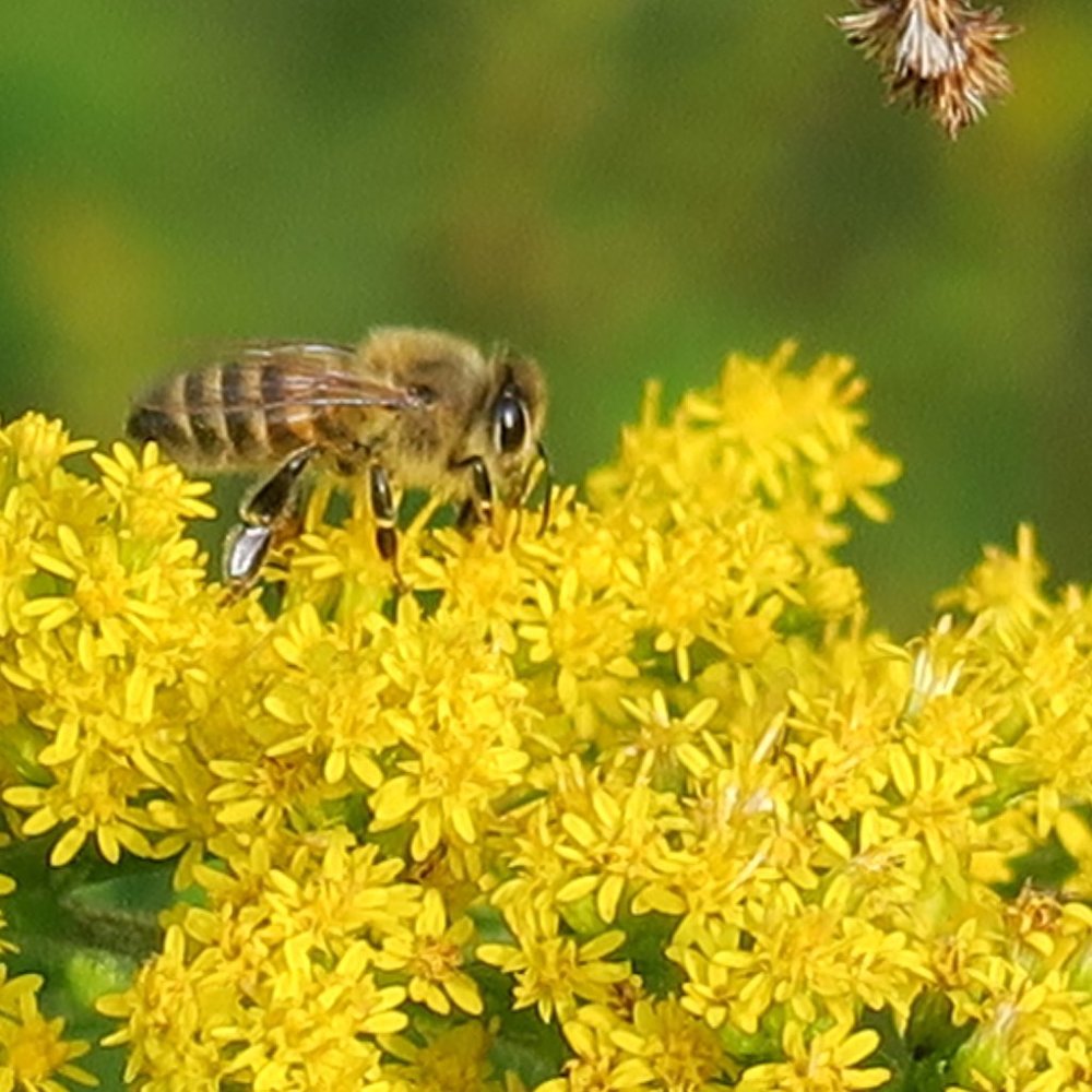 Meet your Posher, Natalya